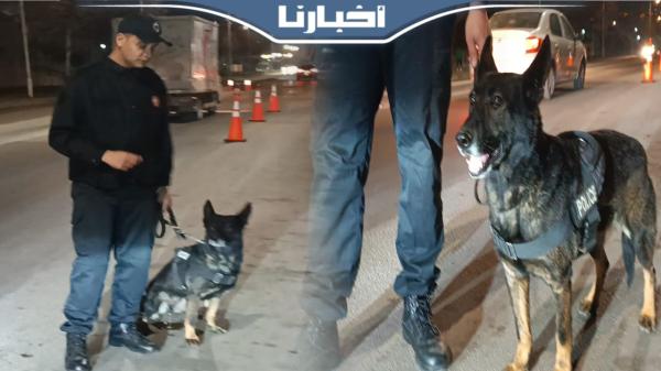 التدخلات الأمنية للكلب البوليسي "جاكي" في أحد السدود القضائية بتطوان ليلة البوناني